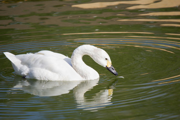 Obraz premium A white swan swims in a pond, bowed his head to drink water