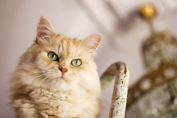  a portrait  of a gorgeous fluffy cat .