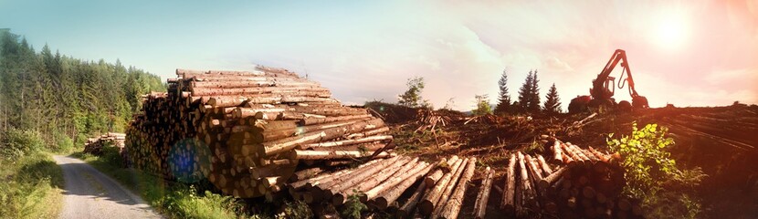 Holzstapel im Wald mit Fahrzeug im Hintergrund