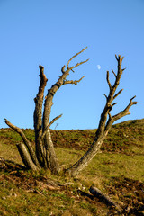 Old tree and moon.