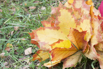 Bouquet of maple leaves on the grass