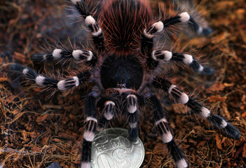 Big tarantula protect coin