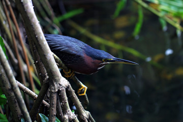 Beatifull bird bittern