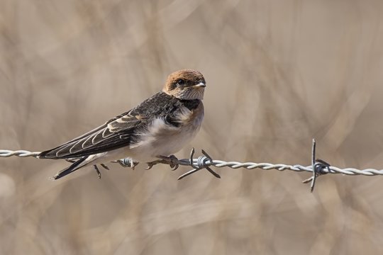 Fairy Martin (Petrochelidon Ariel)