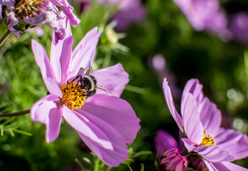 flowers with a bee