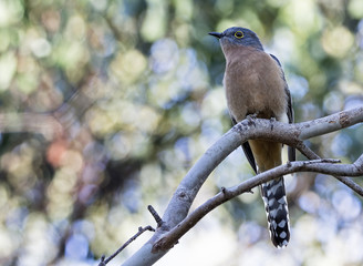 Fan-tailed Cuckoo (Cacomantis flabelliformis)