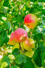 Ripe apples on tree branches. Red fruit and green leaves. Orchard.
