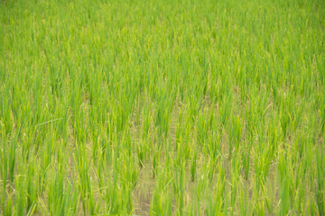rice field at sunny day.