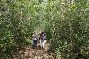 Obraz premium Tourists walk in the forest for beauty on the sights.