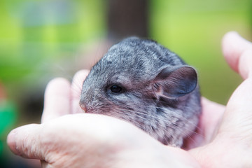 The small gray chinchilla sits in the hands of man
