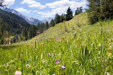 Alps with flowers