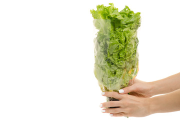 Female hands with lettuce leaves
