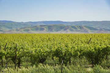 Fototapeta na wymiar Green vineyard near Carrizo Plain