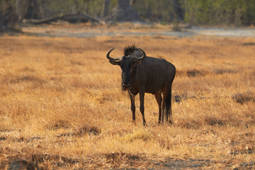 Male wildebeest in Botswana