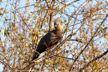 Grey Go-away-bird