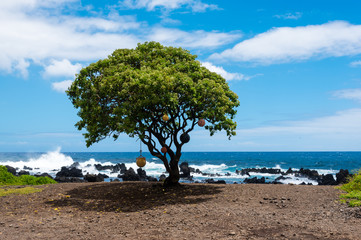 Fototapeta na wymiar Lonely tree with buoys at Keanae Point, Hawaii