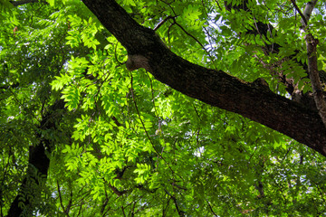 Fototapeta premium Green sheet tree at bright solar day
