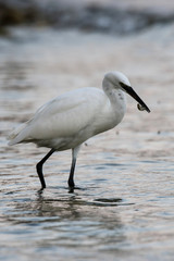 Little Egret, Heron, Egretta Garzetta