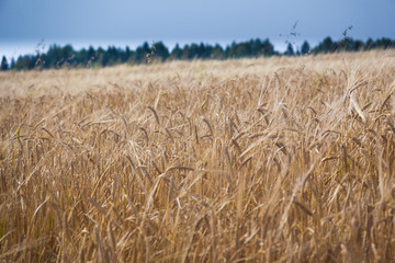 Wheat field