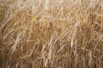 Wheat field