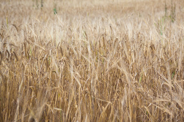 Wheat field