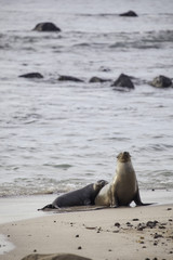 Fototapeta premium Galapagos sea lion baby with mother at beach, San Cristobal, Galapagos