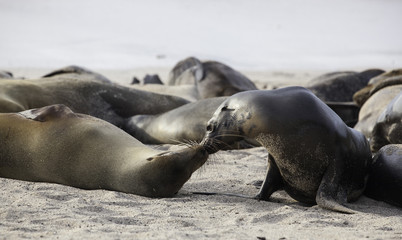 Galapagos sea lion mother with baby lying on beach, San Cristobal, Galapagos