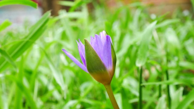 close up lotus flowers in nature