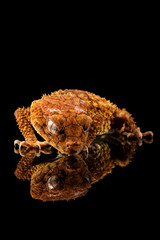 Rough Knob Tailed Gecko (Nephrurus amyae) looking at its reflection