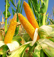 Corn field - 169085635