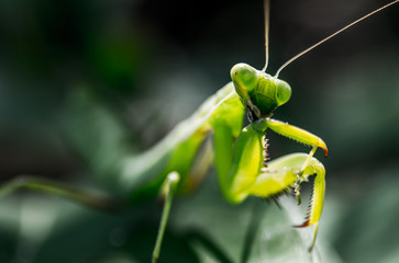 Praying mantis on green leaf