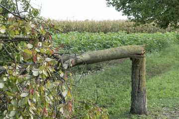 A tree torn by the wind during a violent storm	.