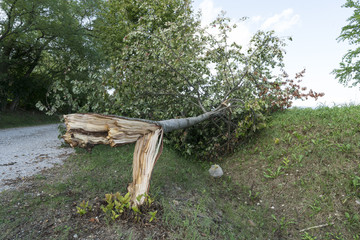 Fototapeta premium A tree torn by the wind during a violent storm .