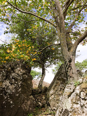 Le rocher de Brion, dyke basaltique, vallées de l'Eyrieux, Ardèche, France