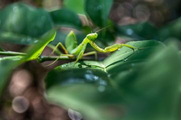 Praying mantis on green leaf