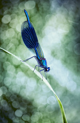 Banded Demoiselle(Calopteryx splendens)