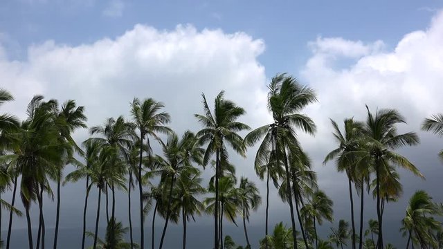 Coconut trees at the Hawaiian coast. Big Island, Hawaii, USA