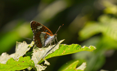 farfalla marrone posata su foglia verde, in primo piano
