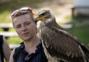 woman holding a eagle, Show falconry
