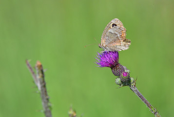 Farfalla posata su cardo  