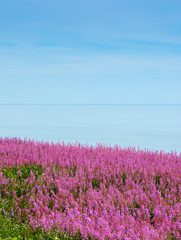 Obraz premium Seaside meadow with firefeed flowers