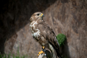 falcon, hawk
