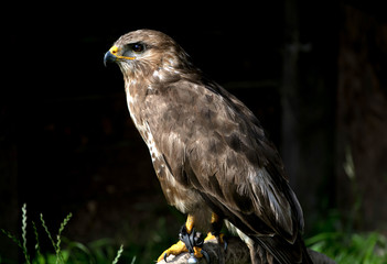 falcon, hawk
