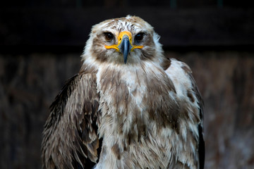 portrait of beautiful  eagle

