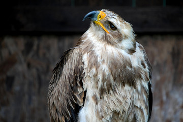 portrait of beautiful  eagle
