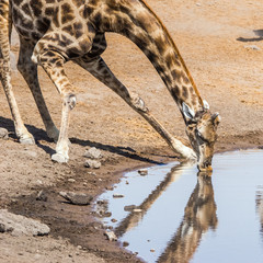 Close view of drinking giraffe. Etosha national park,Namibia.