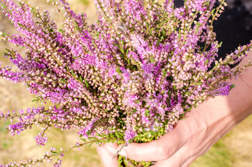 Heather. Heart bouquet. Bouquet of heather in women's hands.