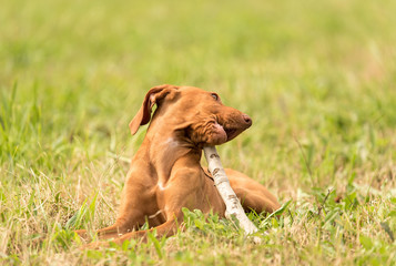 Hungarian vizsla dog play with a stick