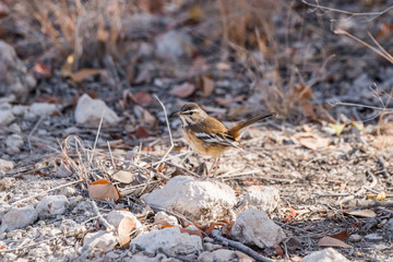 White-browed scrub robin