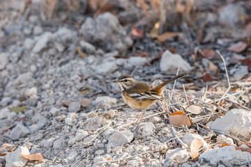 White-browed scrub robin